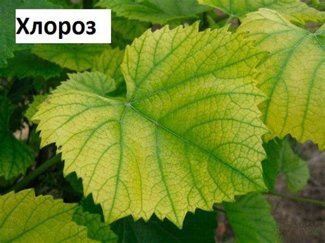 Полезные советы и рекомендации по уходу за черенками винограда