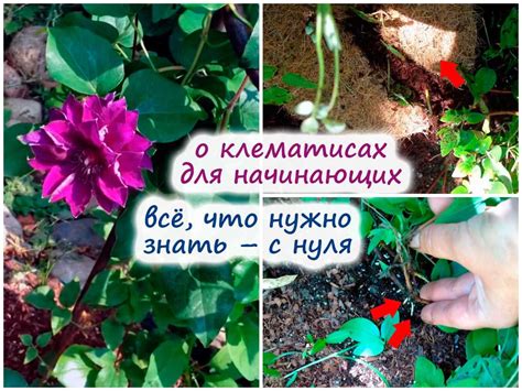Полезные советы по обрезке флокса