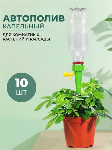 Полив домашних цветов сывороткой