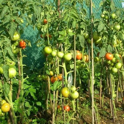 Полив подсолнухов после высадки