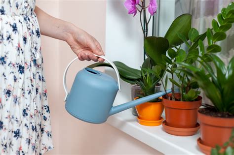 Полив цветов минеральной водой: плюсы и минусы