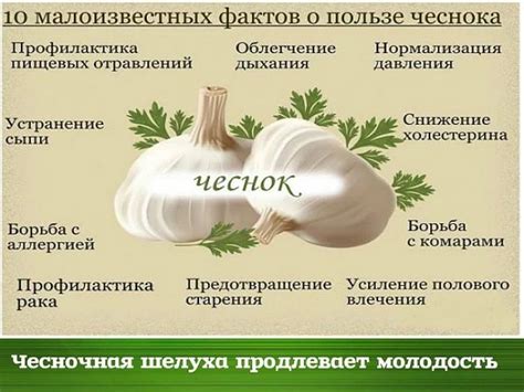 Польза чеснока для сахарного диабета
