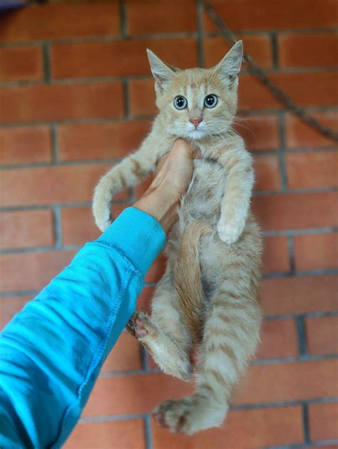 Помощь котенку, оставшемуся один