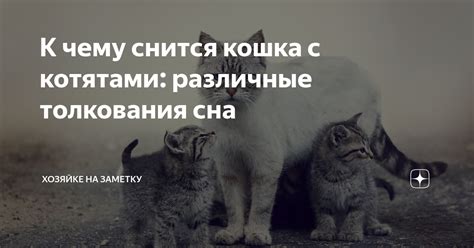 Популярные толкования сна с кошкой над головой