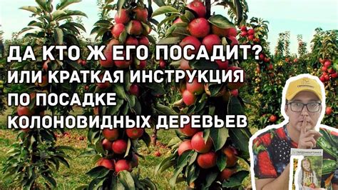 Посадка яблонь и груш