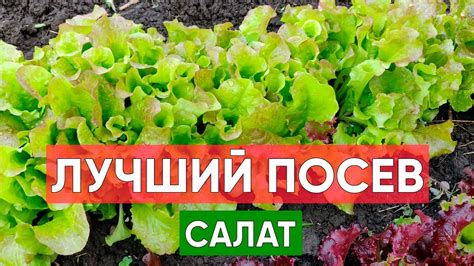 Посев салата в начале весны