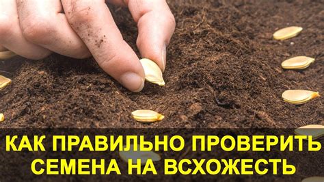 Посев семян левкои: правила и техника