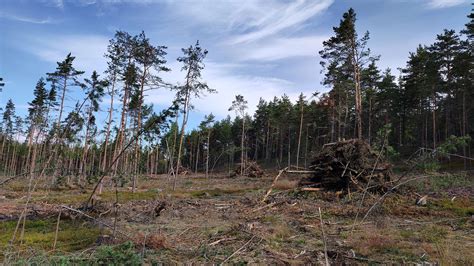 Последствия вырубки леса в водоохранной зоне