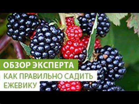 Послеобрезочный уход за бесшипной ежевикой