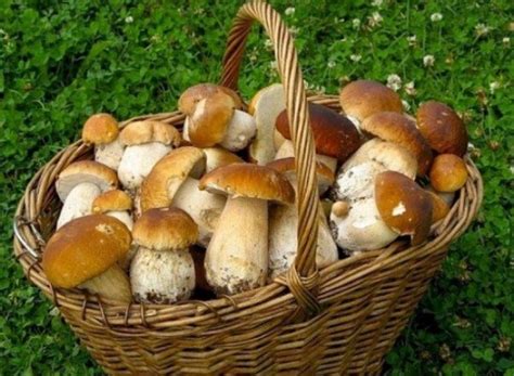 Потеря вкуса и текстуры грибов