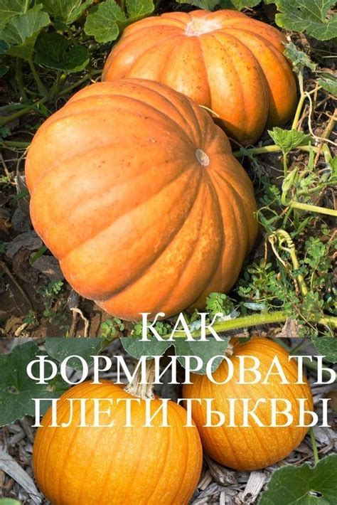 Почему и как обрезать плети у тыквы