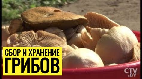 Почему стоит замораживать грибы перед сушкой