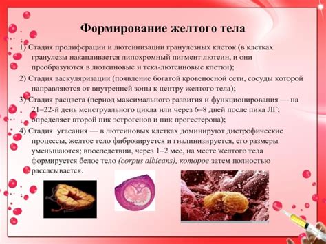 Появление нового желтого тела