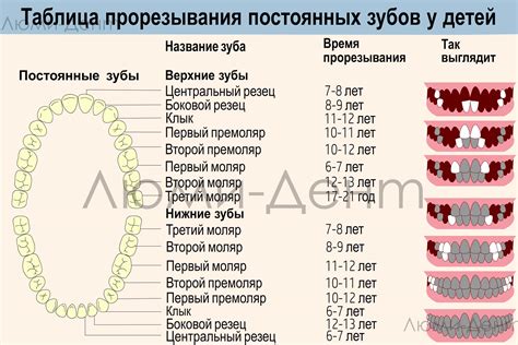 Появление первых зубов