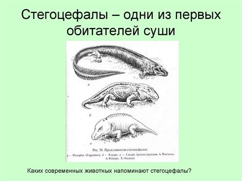 Появление первых обитателей