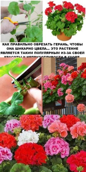 Правила подрезки герани весной