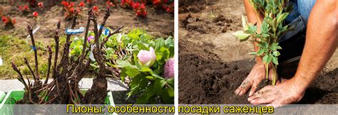 Правила посадки саженцев пионов для достижения оптимального результата