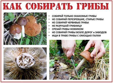 Правила сбора грибов в летнем лесу