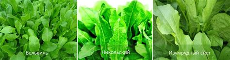 Правила сбора щавеля