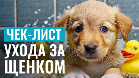 Правила ухода за щенком: питание, прогулки, игры и здоровье
