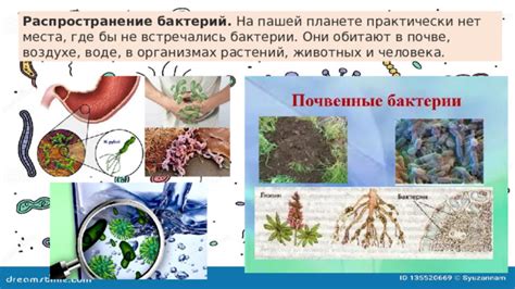 Предотвращает распространение бактерий и паразитов