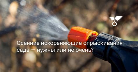Преимущества опрыскивания утром