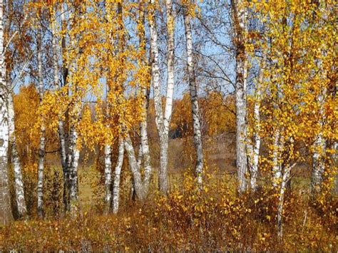 Преимущества посадки березы осенью