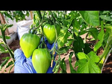 Преимущества ранней высадки