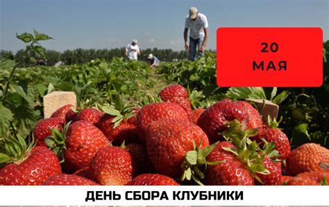 Преимущества сбора клубники днем