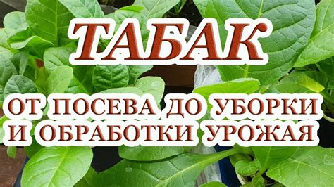 Признаки наступления урожая