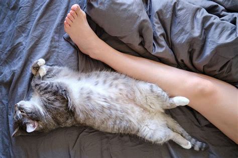 Приметы о кошке, которая спит только в ногах хозяина