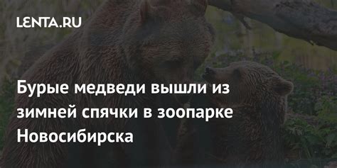 Природа зимней спячки