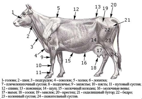 Причина 1: Железобетонные коровы