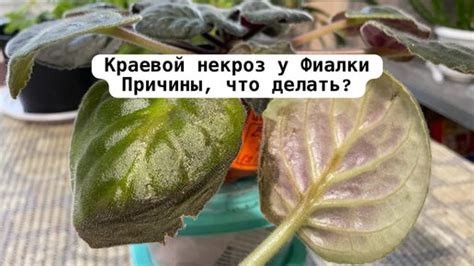 Причины для обрезки листьев фиалки