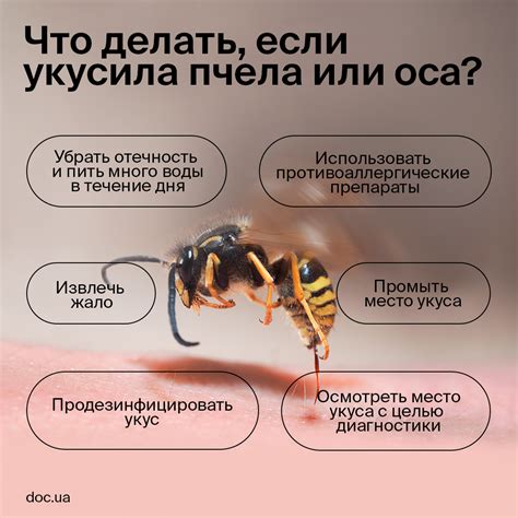 Причины укуса осы