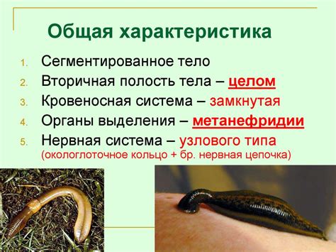Происхождение кольчатых червей