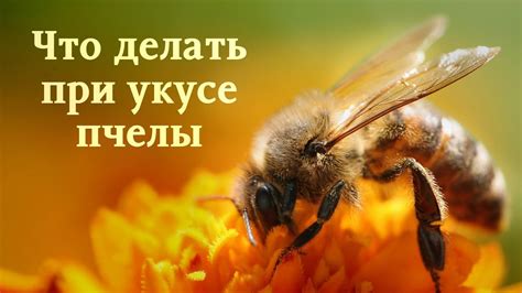 Профилактика укусов ос и меры предосторожности