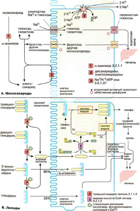 Процесс всасывания