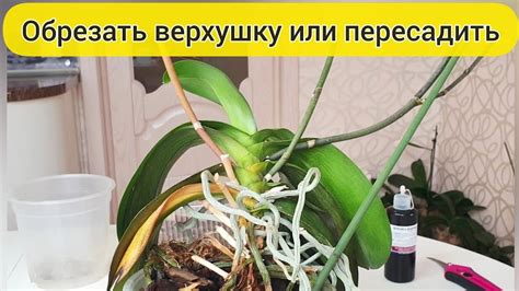 Процесс пересадки фиалок: шаг за шагом