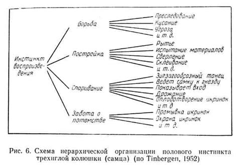 Проявление полового инстинкта