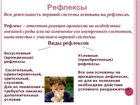 Пятый месяц: формирование рефлексов и нервной системы
