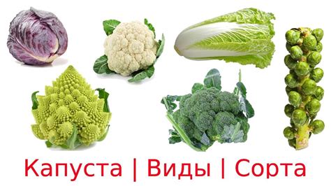 Разделение на продуктивные и декоративные сорта