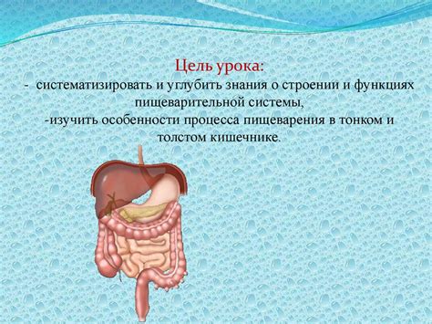 Раздел 4: Процесс пищеварения в тонком кишечнике