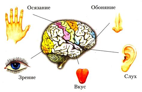 Различные типы органов чувств на рогах