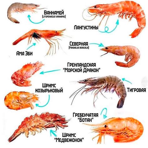 Разновидности креветок Черного моря