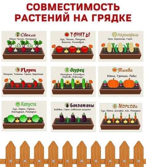 Расстановка растений на грядке