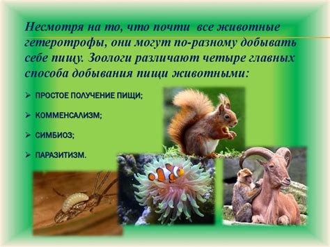 Растения: получение пищи в дневное время