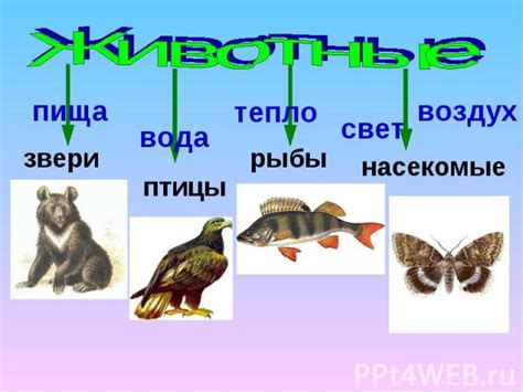 Растения и животные в комнате с солнцем на северо-восточной стороне