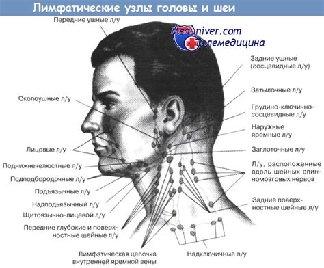 Результативность компрессии на лимфоузлы: исследования и отзывы