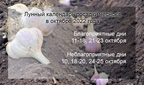 Рекомендации для посадки чеснока в регионах с разным климатом
